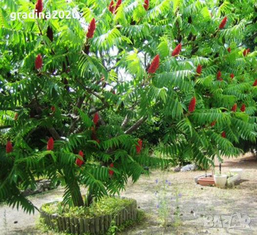 Рустифина, снимка 2 - Разсади - 50760367