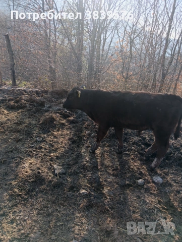 Крави Телета Ангус, снимка 6 - Крави - 53833044