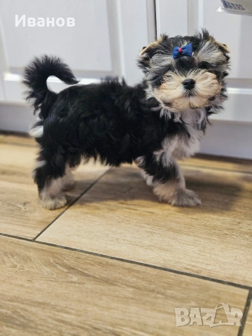 Йоркширски териер , снимка 2 - Йоркширски териер - 54068536