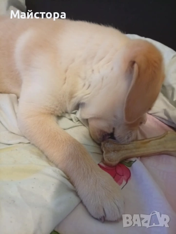 Лабрадор Ретривър , снимка 4 - Лабрадор ретривър - 53240289