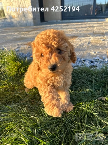Пудел мини женско , снимка 3 - Пудели - 53865689