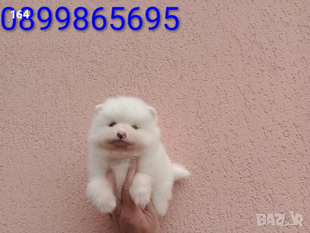 Мъжки бял Померан.  Реални снимки от 21.03.26 г. 