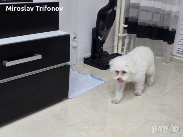 Малтипу , снимка 5 - Пудели - 53445638