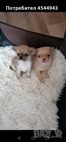 Малки чихуанчета , снимка 2 - Чихуахуа - 53402445