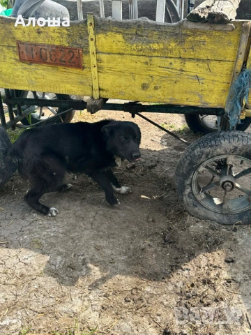 Каракачнка