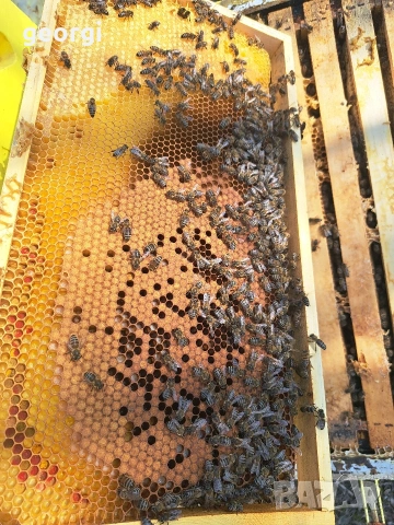 продавам презимували отводки ЛР , снимка 3 - За пчели - 53846698