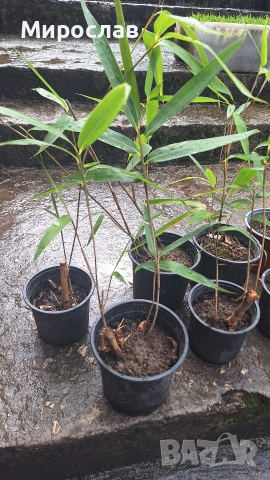 Продавам растения студоустойчив бамбук, снимка 4 - Градински цветя и растения - 54007138