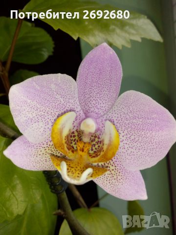 Орхидеи, снимка 1 - Стайни растения - 45097417