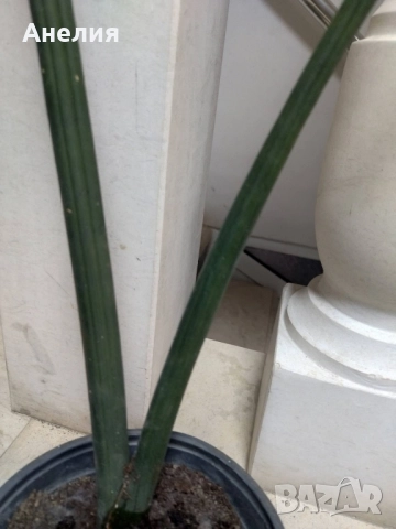 Сансевиера цилиндрика, снимка 3 - Стайни растения - 52519047