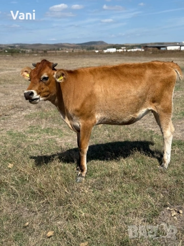 Джарсе-Жарсе- юници -датски Чостокръвни , снимка 9 - Крави - 54025814
