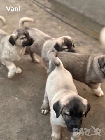 Кангалчета чистокръвни , снимка 3 - Кангал - 53705041