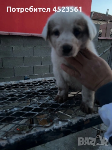 Сао-Алабай, снимка 12 - Алабай - 53023409