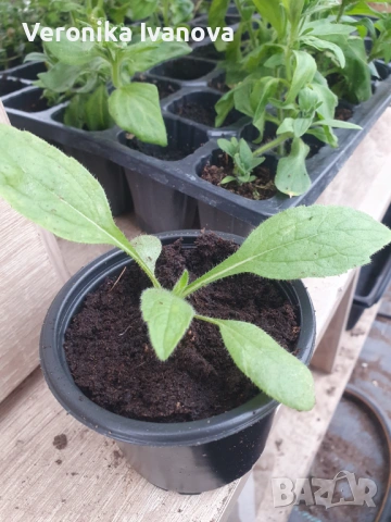 Цветя, снимка 3 - Разсади - 54076484