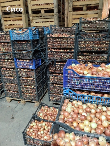 БАЛУЧКА за зелен лук , снимка 10 - Сортови семена и луковици - 51980489