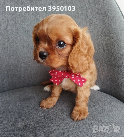 Кавалер Кинг Чарлз шпаньол