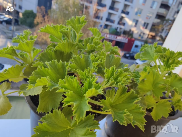 Продавам цветя Кралско (Английско) мушкато - подготвени за обилен цъфтеж през есента