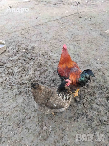 Продавам катунски кокошки, яйца и пилета на различна възраст, снимка 5 - Кокошки и пуйки - 53712029