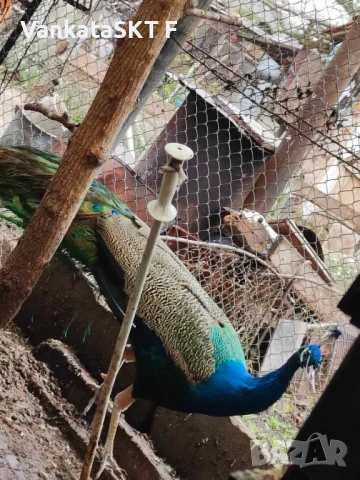 Двойка пауни, снимка 2 - други­ - 53351533