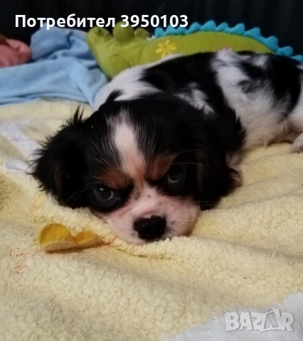 Кавалер Кинг Чарлз шпаньол момиченца , снимка 10 - Кавалер кинг чарлз шпаньол - 53429949