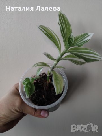 Традесканция, Tradescantia albiflora albovittata