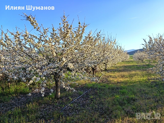  Oвощна градина. Череши 10 декара+   3,5 декара праскови и сини сливи, снимка 15 - Земеделска земя - 45960295