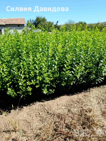 0.70 лв. Лигуструм на корен, снимка 4 - Градински цветя и растения - 51886286