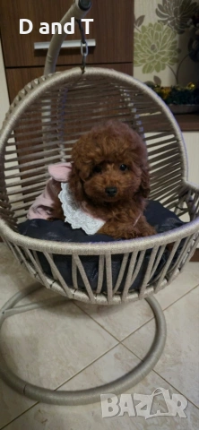 Той пудел & Мини пудел, Fci, Genetic, PL, снимка 6 - Пудели - 54209072