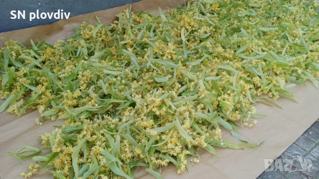 Цвят липа, изсушен, снимка 3 - Други - 53130381