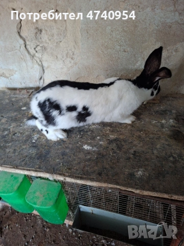 зайци пеперуда, снимка 6 - Други - 53513096