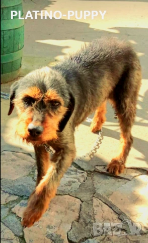 Женски Барак на 4г