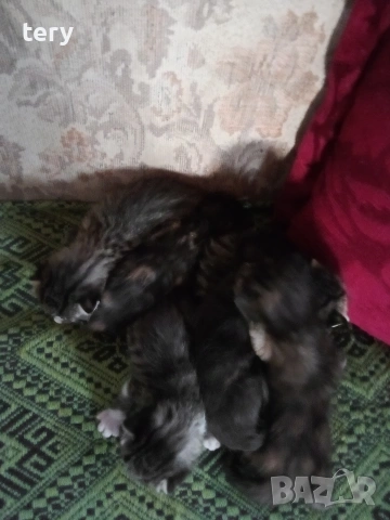 Продавам котенца полуперсийчета Варна , снимка 5 - Персийска - 54198337