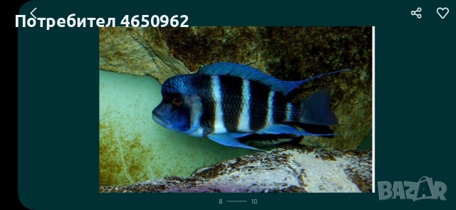 Аквариумни риби, африкански цихлиди от езерото Танганика, снимка 5 - Рибки - 52416463