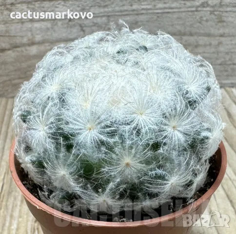 Mammillaria plumosa, снимка 1 - Стайни растения - 48027288