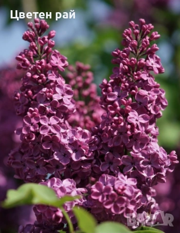 Три цвята люляк, ароматен, снимка 2 - Градински цветя и растения - 53144340