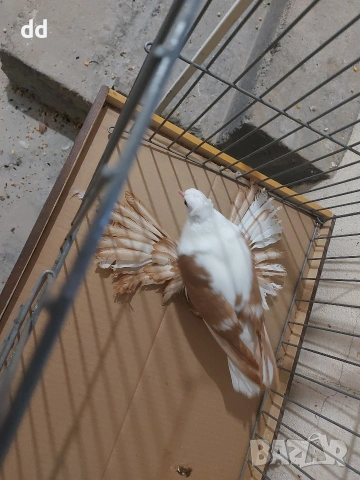 саксонска чайка, снимка 3 - Гълъби - 53024750