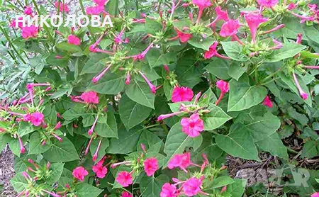 МИРАБИЛИС - семена