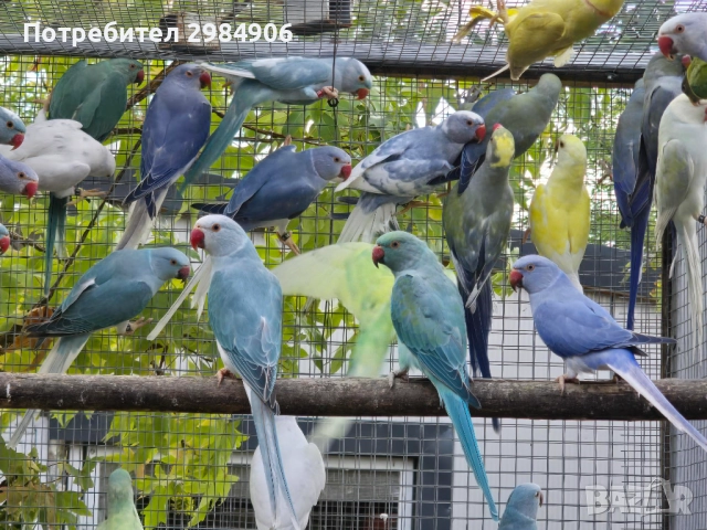 малък александър , ПРОМОЦИЯ, снимка 7 - Папагали - 41350586