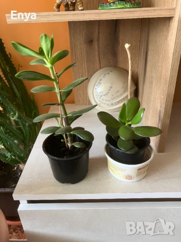 Дърво на живота в саксия, снимка 2 - Стайни растения - 47351780