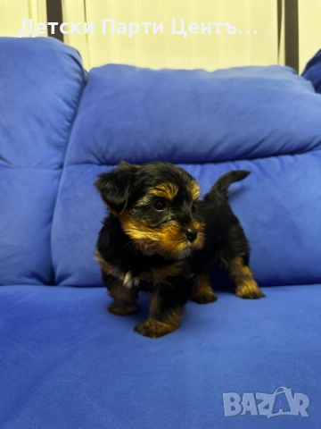 Йоркширски териер, мъжки. Много забавен. Даже вече се изхожда на памперс, е тъй, снимка 9 - Йоркширски териер - 52666968