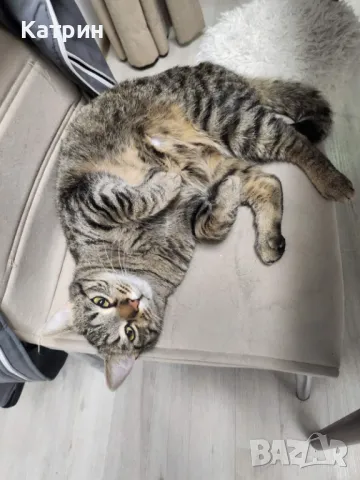 Мъжко Кастрирано и Ваксинирано Коте Бочко ТЪРСИ СВОИТЕ СТОПАНИ!!!, снимка 1