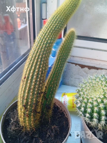 Продавам два броя кактуси 
