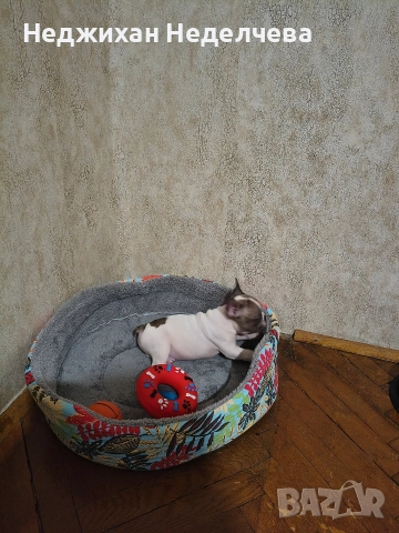 Fenski boldog, снимка 3 - Френски булдог - 52945501