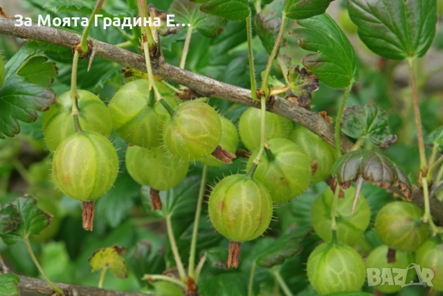 Цариградско грозде , снимка 3 - Градински цветя и растения - 53635305