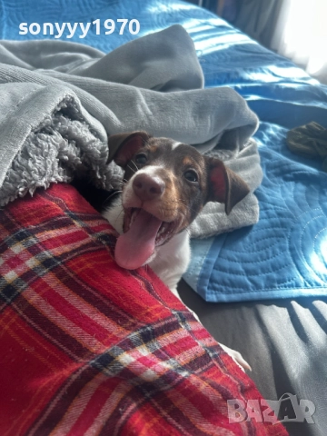 ПРОДАВАМЕ ДЖАК РЪСЕЛ-ЖЕНСКО 2010251955