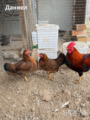 Велсумер джудже, снимка 4 - Кокошки и пуйки - 53662849