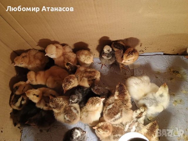 Продавам пилета , снимка 4 - други­ - 53418277