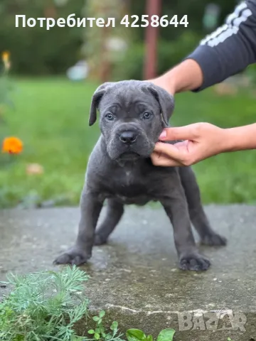 Cane Corso (Кане Корсо) Кучета, снимка 8 - Други - 47486577