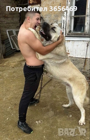 Породисти КАНГАЛИ., снимка 16 - Кангал - 53622874