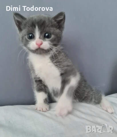 Малки котенца, търсят своя нов стопанин, снимка 1