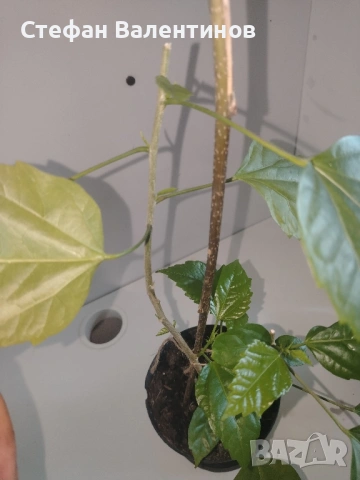 Хибискус/китайска роза, цъфти с едри червени кичести цветове, снимка 4 - Стайни растения - 52044964